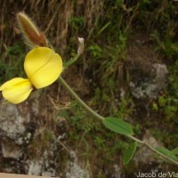 Crotalaria calycina Schrank